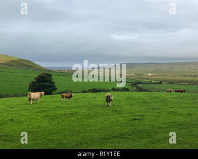 Auf der Weide in Dunfanaghy, Irland. Wilden Atlantik Weg Stockfoto