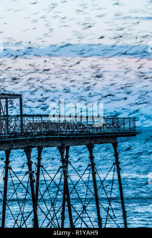 Aberystwyth Wales UK, 15/11/2018. UK Wetter: Die unscharfen Formen einige der Tausende von Staren, wie Sie Schlag nach unten lautstark für die Nacht auf den Wald von Gusseisen Beine unter Victorian seaside Pier des Aberystwyth zu Roost. Aberystwyth ist einer der wenigen städtischen Quartieren im Land und zieht Menschen aus der ganzen UK, Zeuge der spektakulären nächtlichen zeigt. Photo credit Keith Morris/Alamy leben Nachrichten Stockfoto