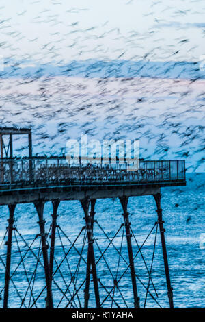 Aberystwyth Wales UK, 15/11/2018. UK Wetter: Die unscharfen Formen einige der Tausende von Staren, wie Sie Schlag nach unten lautstark für die Nacht auf den Wald von Gusseisen Beine unter Victorian seaside Pier des Aberystwyth zu Roost. Aberystwyth ist einer der wenigen städtischen Quartieren im Land und zieht Menschen aus der ganzen UK, Zeuge der spektakulären nächtlichen zeigt. Photo credit Keith Morris/Alamy leben Nachrichten Stockfoto