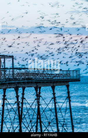 Aberystwyth Wales UK, 15/11/2018. UK Wetter: Die unscharfen Formen einige der Tausende von Staren, wie Sie Schlag nach unten lautstark für die Nacht auf den Wald von Gusseisen Beine unter Victorian seaside Pier des Aberystwyth zu Roost. Aberystwyth ist einer der wenigen städtischen Quartieren im Land und zieht Menschen aus der ganzen UK, Zeuge der spektakulären nächtlichen zeigt. Photo credit Keith Morris/Alamy leben Nachrichten Stockfoto