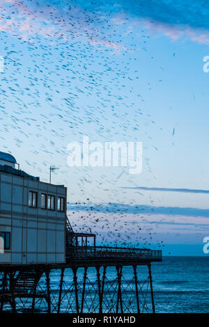 Aberystwyth Wales UK, 15/11/2018. UK Wetter: Die unscharfen Formen einige der Tausende von Staren, wie Sie Schlag nach unten lautstark für die Nacht auf den Wald von Gusseisen Beine unter Victorian seaside Pier des Aberystwyth zu Roost. Aberystwyth ist einer der wenigen städtischen Quartieren im Land und zieht Menschen aus der ganzen UK, Zeuge der spektakulären nächtlichen zeigt. Photo credit Keith Morris/Alamy leben Nachrichten Stockfoto