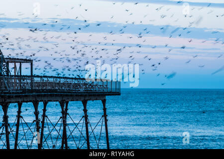 Aberystwyth Wales UK, 15/11/2018. UK Wetter: Die unscharfen Formen einige der Tausende von Staren, wie Sie Schlag nach unten lautstark für die Nacht auf den Wald von Gusseisen Beine unter Victorian seaside Pier des Aberystwyth zu Roost. Aberystwyth ist einer der wenigen städtischen Quartieren im Land und zieht Menschen aus der ganzen UK, Zeuge der spektakulären nächtlichen zeigt. Photo credit Keith Morris/Alamy leben Nachrichten Stockfoto