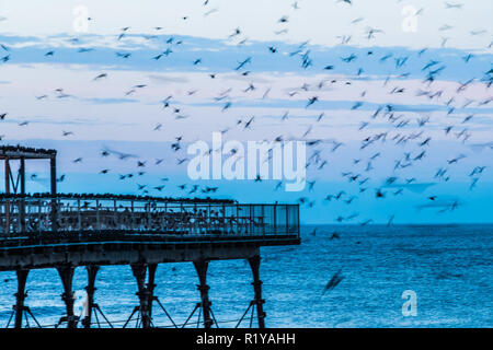 Aberystwyth Wales UK, 15/11/2018. UK Wetter: Die unscharfen Formen einige der Tausende von Staren, wie Sie Schlag nach unten lautstark für die Nacht auf den Wald von Gusseisen Beine unter Victorian seaside Pier des Aberystwyth zu Roost. Aberystwyth ist einer der wenigen städtischen Quartieren im Land und zieht Menschen aus der ganzen UK, Zeuge der spektakulären nächtlichen zeigt. Photo credit Keith Morris/Alamy leben Nachrichten Stockfoto