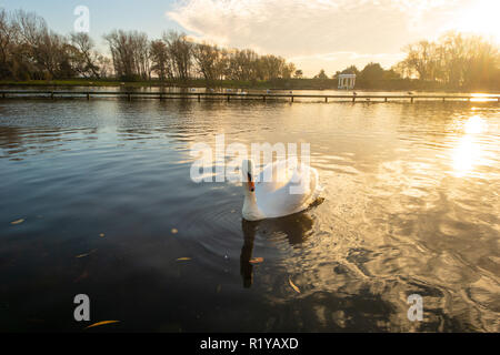 Blackpool Großbritannien, 15. November 2018. Wetter news. Das Wetter ist mild und sonnig in Blackpool heute. Viele Menschen genießen die herbstlichen Sonnenschein, und die Tierwelt scheint es auch zu genießen. Credit: Gary Telford/Alamy leben Nachrichten Stockfoto