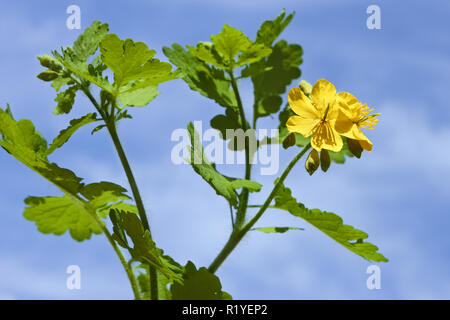 Blühende Pflanze von schöllkraut gegen den blauen Himmel im Sonnenlicht. Stockfoto