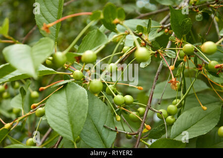 Grüne unreife Früchte von cherry tree leicht verschoben auf den Zweigen bei windigem Wetter Stockfoto