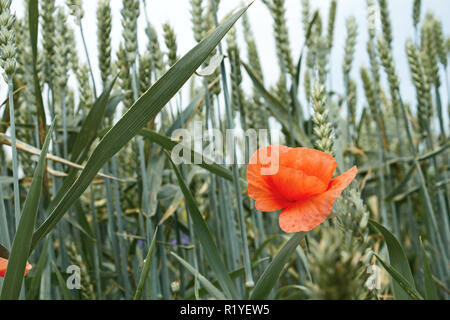 Red wild poppy flower unter den Ohren von Weizen während der Reifung close-up Stockfoto