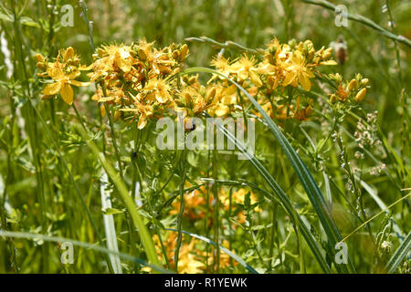 Blühende Pflanze von Hypericum perforatum oder Johanniskraut auf den Wiesen close-up im Sonnenlicht Stockfoto