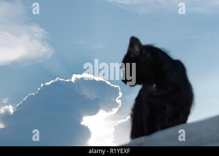 Schwarze Katze auf dem Hintergrund der Abend Himmel mit der Sonne hinter den Wolken Stockfoto