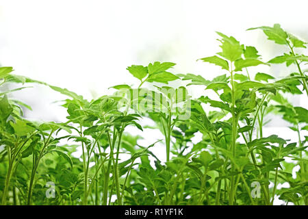 Junge grüne Tomaten Pflanzen vor dem Einpflanzen im Boden Stockfoto