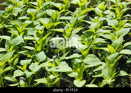 Reihen von Paprika Jungpflanzen vor der Pflanzung im Boden in hellem Sonnenlicht Stockfoto