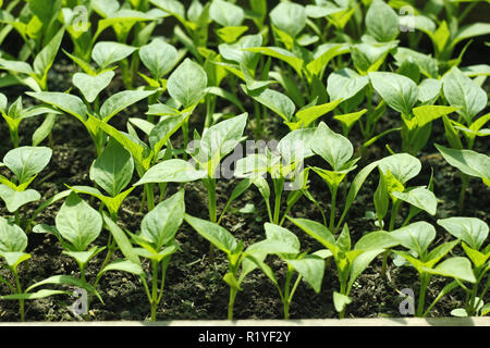 Junge Sämlinge von Paprika Pflanzen vor dem Pflanzen in Erde im hellen Sonnenschein Stockfoto