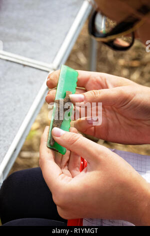 Das Mädchen Archäologe sorgfältig Maßnahmen der Herrscher des mittelalterlichen Pfeilspitze. Eine Nahaufnahme, an den Händen und finden Stockfoto