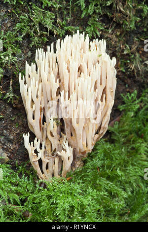 Aufrechte Coral Pilz, ebernoe Gemeinsame, Hampshire, England Stockfoto