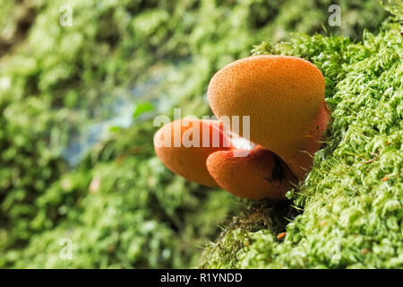 Beefsteak Pilz (Fistulina leberblümchen), New Forest National Park, Hampshire, England Stockfoto