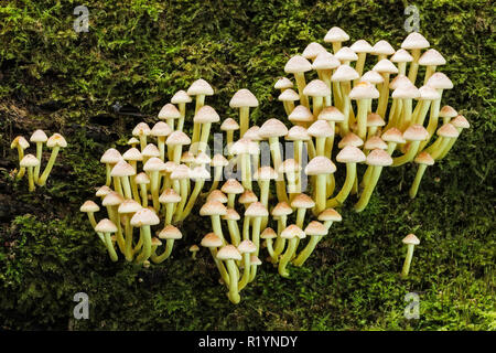 Schwefel Büschel (Hypholoma fasciculare), New Forest National Park, Hampshire, England Stockfoto