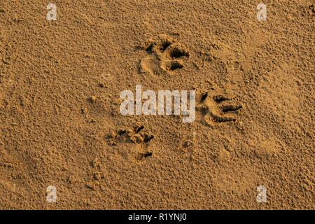 Druckt in den Sand am Strand Stockfoto