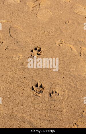 Druckt in den Sand am Strand Stockfoto