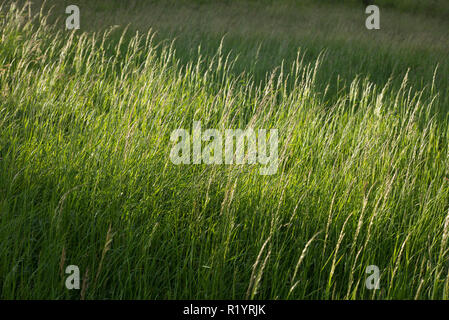 Eindrücke der Natur - Gras in der Wiese, England Stockfoto