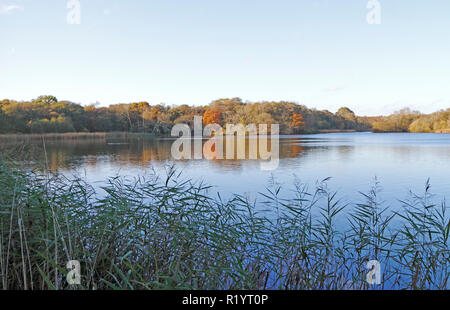 Ein Blick auf Ormsby wenig Breit im Herbst auf der Norfolk Broads von Fleggburgh, Norfolk, England, Vereinigtes Königreich, Europa. Stockfoto