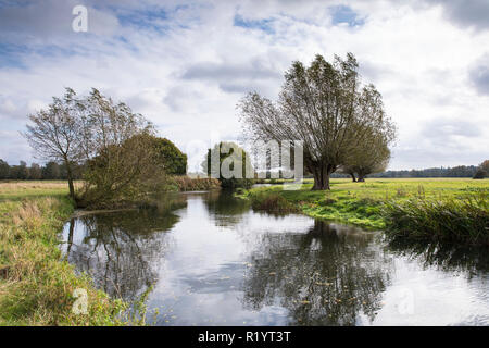 Fluss Stour und Englisch willow Bäume in Suffolk Küsten und Heide Gebiet von außergewöhnlicher natürlicher Schönheit, in der Nähe von East Bergholt, Großbritannien Stockfoto