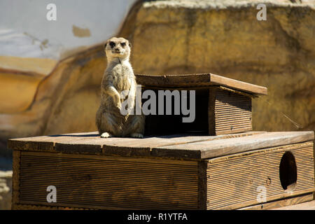 Erdmännchen stehend auf den Hinterbeinen auf einer hölzernen Plattform Stockfoto