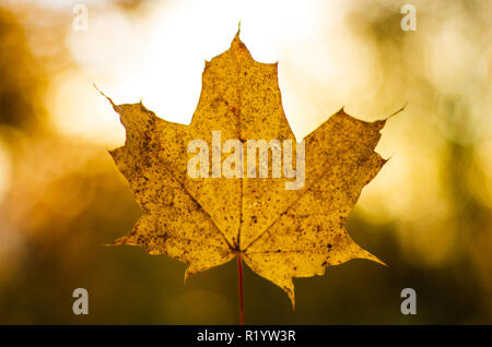Gelbe maple leaf im Herbst isolierten Hintergrundbeleuchtung von der Sonne Stockfoto