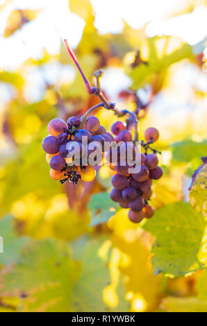 Traube Bündel auf ein Weinstock im Herbst die Zeit der Ernte Gegenlicht der untergehenden Sonne Stockfoto