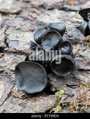 Schwarz Bulgar Pilz (Bulgarien inquinans) wachsen auf gefallene Eiche Zweig. Tipperary, Irland Stockfoto