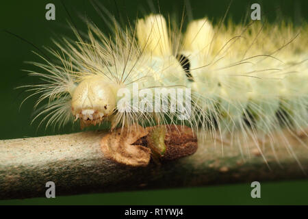 Nahaufnahme von Pale Tussock motte Caterpillar (Calliteara pudibunda) auf Sycamore Zweig. Tipperary, Irland Stockfoto