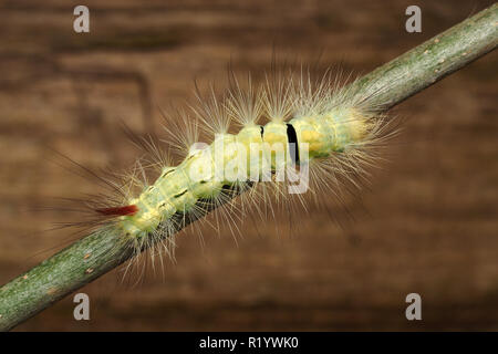 Dorsalansicht der Pale Tussock motte Caterpillar (Calliteara pudibunda) auf Sycamore Zweig. Tipperary, Irland Stockfoto