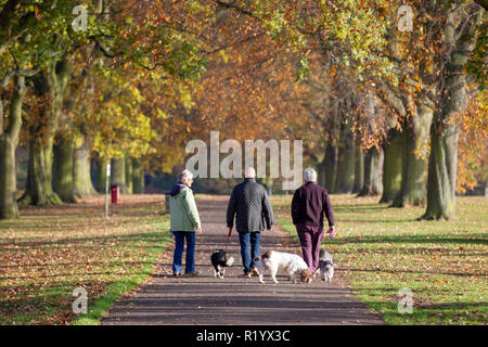 Northampton, Großbritannien. Ein sonnigen Morgen zeigt die Farben des Herbstes, wie Leute die Allee der Bäume in Abington Park entfernt. Stockfoto