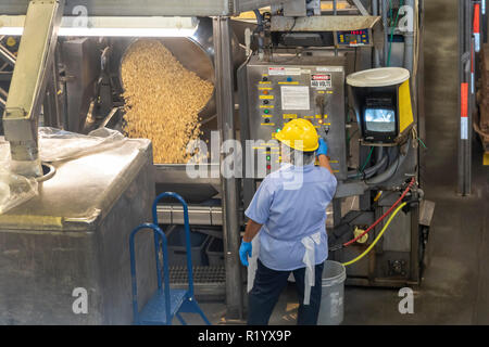 Hilo, Hawaii - ein Arbeitnehmer Prozesse Macadamianüsse im Mauna Loa Macadamianuss Fabrik. Stockfoto