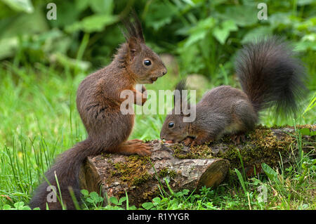 Eichhörnchen (Sciurus vulgaris). Paar finden Haselnüsse in einem Garten. Deutschland Stockfoto