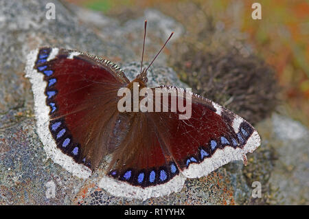 Camberwell Beauty (Nymphalis antiopa) Sonnenbad auf einem Felsen. Deutschland Stockfoto