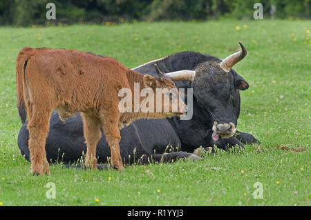 Neu Auerochsen, Heck, Rinder (Bos primigenius primigenius). Kalb stand neben ihm ruhenden Vater. Deutschland Stockfoto