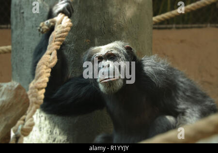 Eine gemeinsame Schimpanse klettern auf den Baum und mit einer Hand halten für Seil- und Blick in die Kamera. Er hat schwarze Haut und irgendwo hat graue Fell. Stockfoto