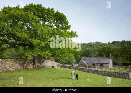 Malerische St Catherine's Church und Schafe in Feld am Boot in Eskdale, Lake District, Cumbria, England Stockfoto