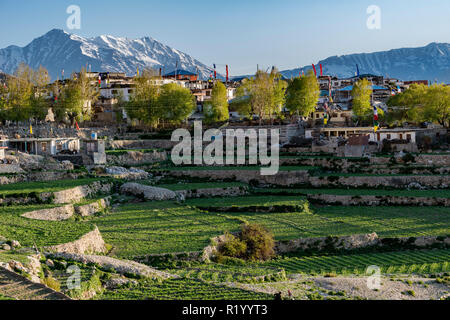 Das kleine Dorf Nako in Kinnaur, umgeben von grünen Wiesen und schneebedeckten Berge Stockfoto