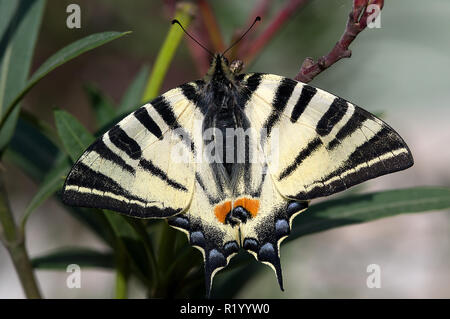 Segelfalter (Iphiclides Art). Erwachsene auf die Oleander. Österreich Stockfoto