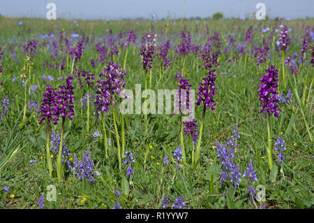 Green-winged (Anacamptis morio, Orchis morio). Masse blühen auf einer Wiese. Neusiedler See - Seewinkel Nationalpark, Österreich Stockfoto