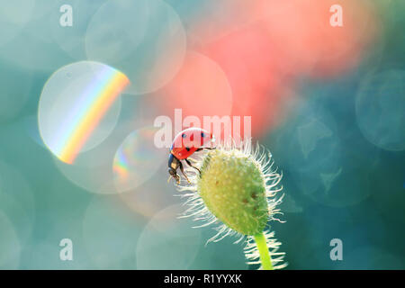 Eine rote Marienkäfer auf einem Spaziergang geht den Mohn. Stockfoto