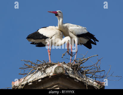 Weißstorch (Ciconia ciconia). Paar auf dem Nest, Deutschland Stockfoto