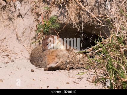 Stoat, Hermelin (Mustela erminea) tote Kaninchen aus seiner Höhle. Österreich Stockfoto