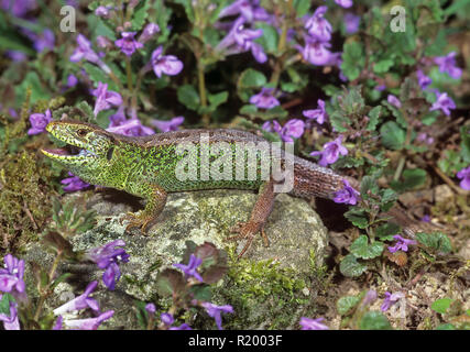 Zauneidechse (Lacerta agilis). Männliche Sonnenbad auf einem Felsen auf einer Wiese, neben blühenden Boden Efeu (Glechoma hederaceum). Deutschland Stockfoto