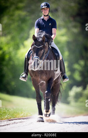 Hannoveraner Pferd. Schwarzer Hengst mit Reiter zu Fuß in einer Reitschule. Deutschland Stockfoto