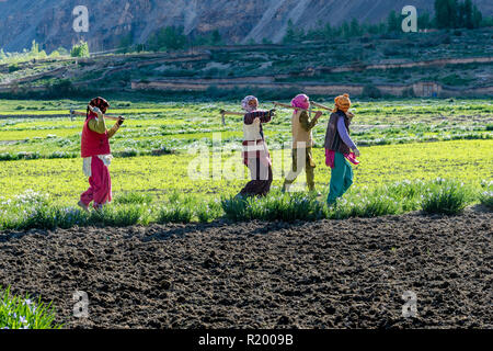 Vier lokale Frauen beendeten auf ein Feld in der Höhenlage von Spiti Valley, zu Fuß zurück in ihre Häuser Stockfoto