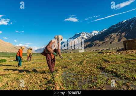 Vier lokale Frauen Bewässerung von Feldern unten Ki Gompa, ein tibetisch-buddhistischen Kloster auf einem Hügel in einer Höhe von 4.166 Meter entfernt Stockfoto