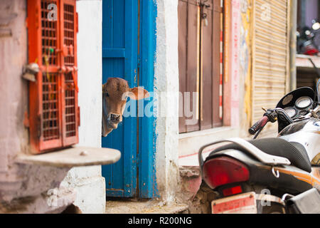 Eine junge Kuh steht vor der Tür eines Hauses, in die blaue Stadt Jodhpur, Rajasthan, Indien. Stockfoto