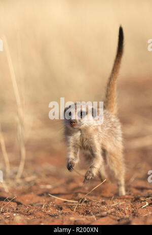 Erdmännchen, Schlanke-tailed Erdmännchen (Suricata suricata) in Richtung der Kamera ausgeführt wird. Kalahari, Südafrika. Verkauf in Deutsch-sprachigen Ländern Stockfoto